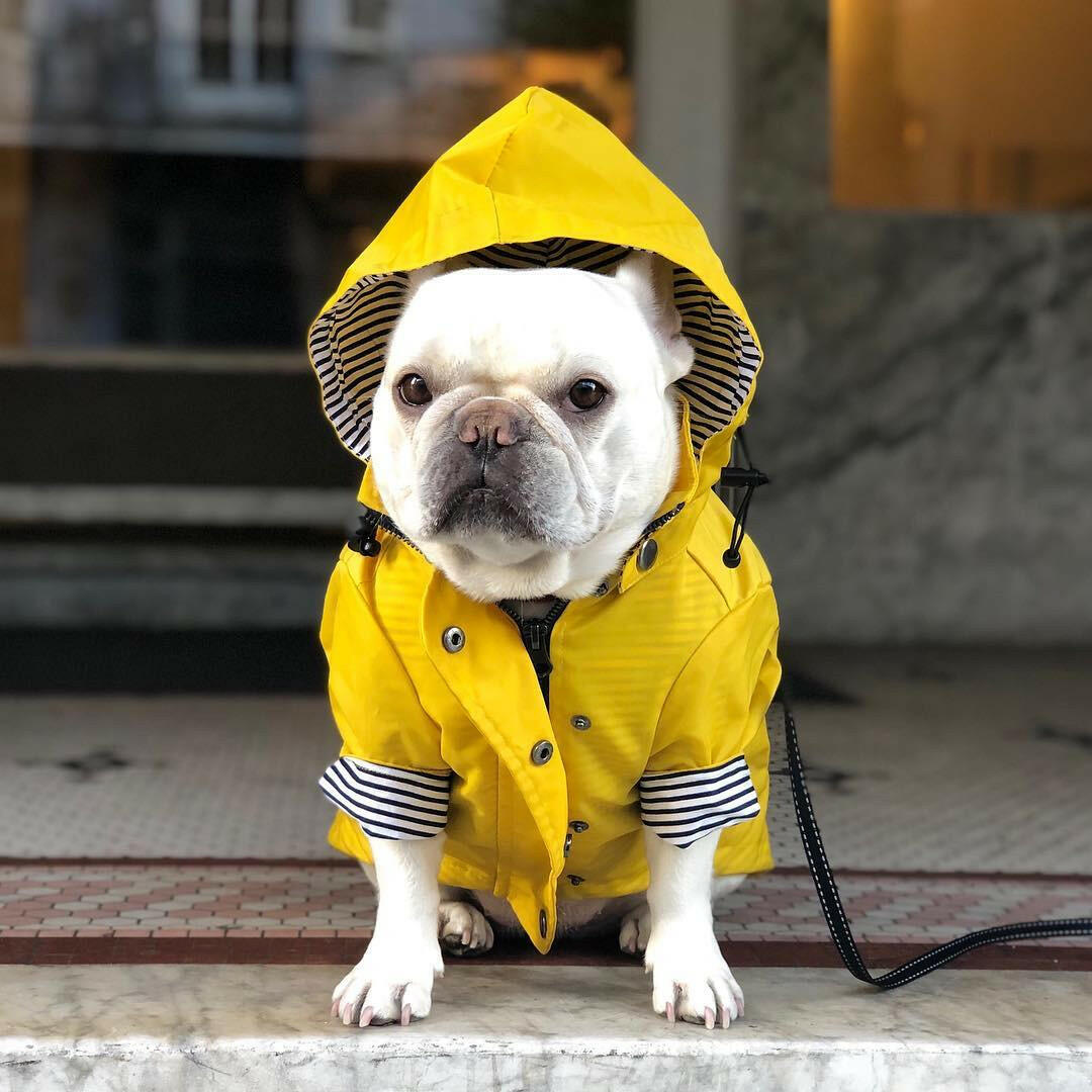 Waterproof Dog Raincoat 🌧️🐾.