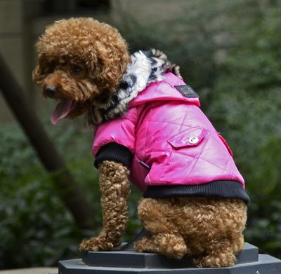 Warm & Stylish Dog Fur Collar Coat 🐾🍁.