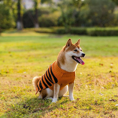 Halloween Teddy Warm Dog Sweater 🎃🐾
